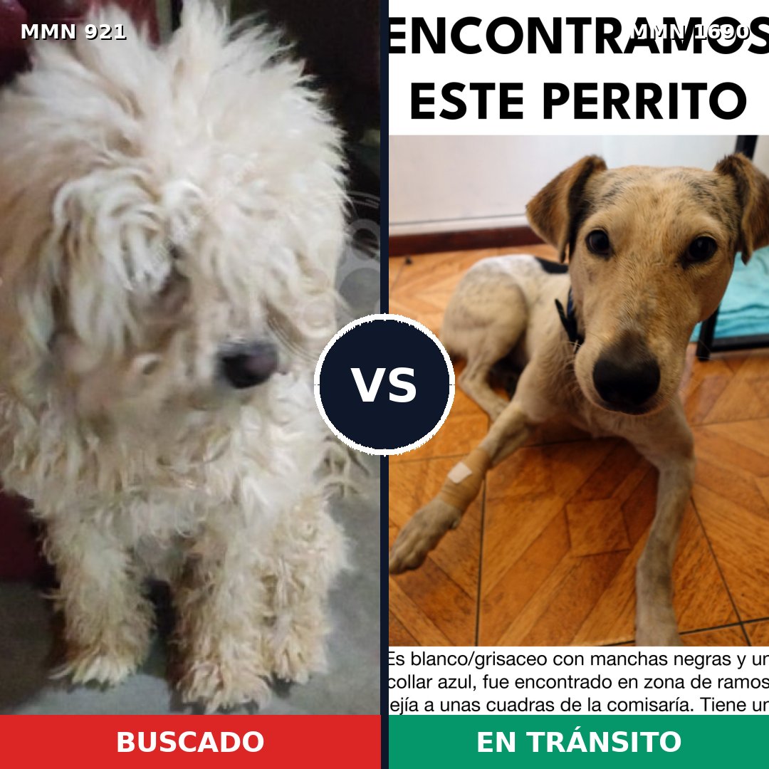 Comparativa MMS 36814: mascota perdida y mascota encontrada, 25% de similitud