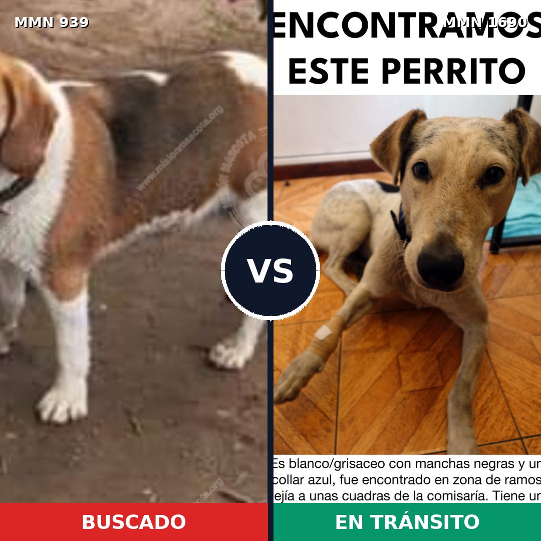 Comparativa MMS 36815: mascota perdida y mascota encontrada, 33% de similitud
