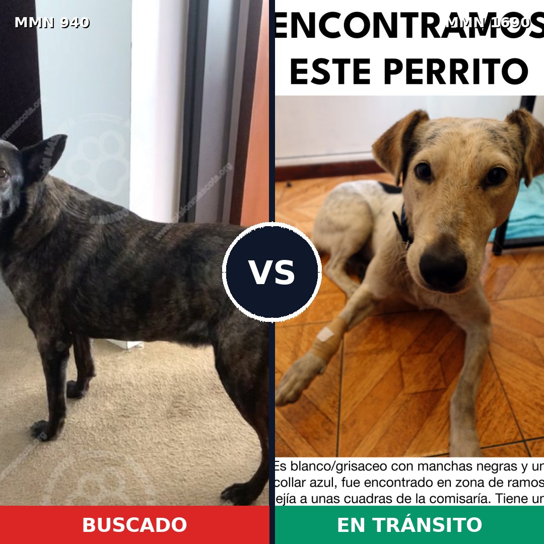 Comparativa MMS 36816: mascota perdida y mascota encontrada, 65% de similitud