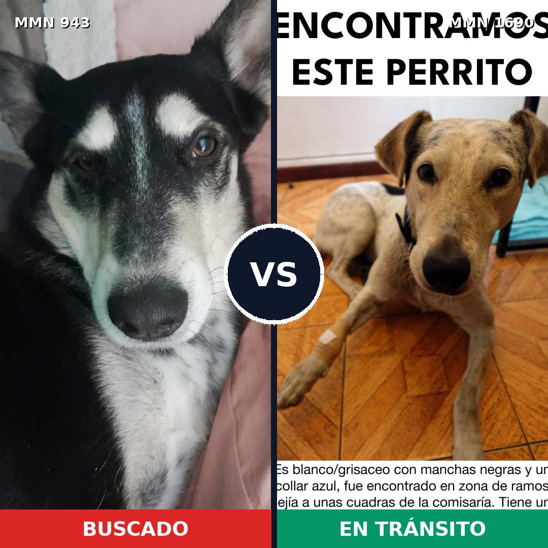 Comparativa MMS 36817: mascota perdida y mascota encontrada, 82% de similitud