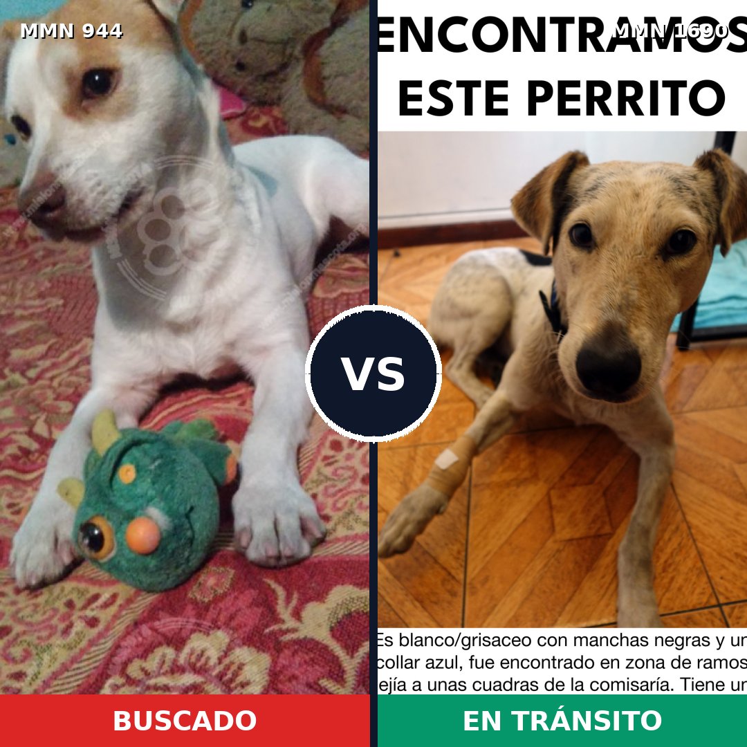Comparativa MMS 36818: mascota perdida y mascota encontrada, 59% de similitud