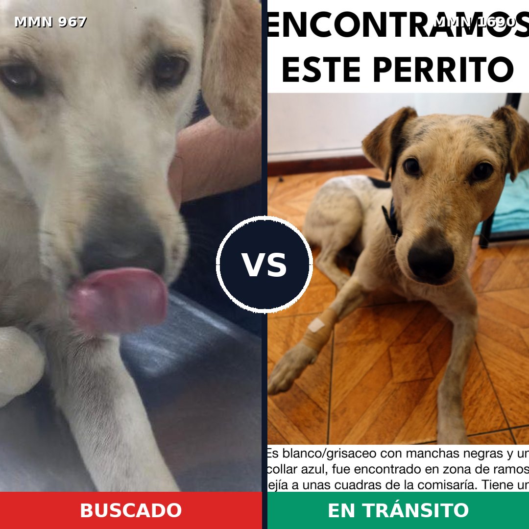 Comparativa MMS 36819: mascota perdida y mascota encontrada, 58% de similitud