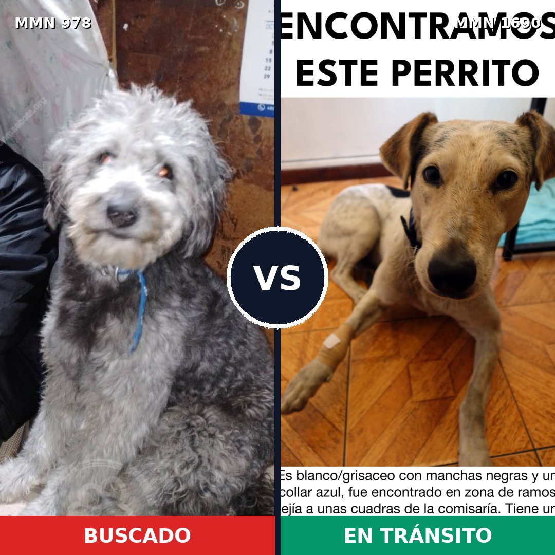 Comparativa MMS 36820: mascota perdida y mascota encontrada, 46% de similitud