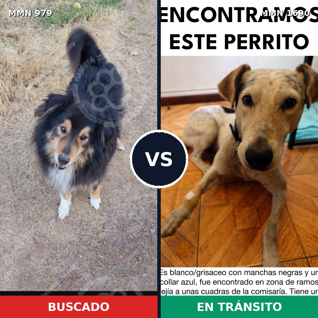 Comparativa MMS 36821: mascota perdida y mascota encontrada, 28% de similitud