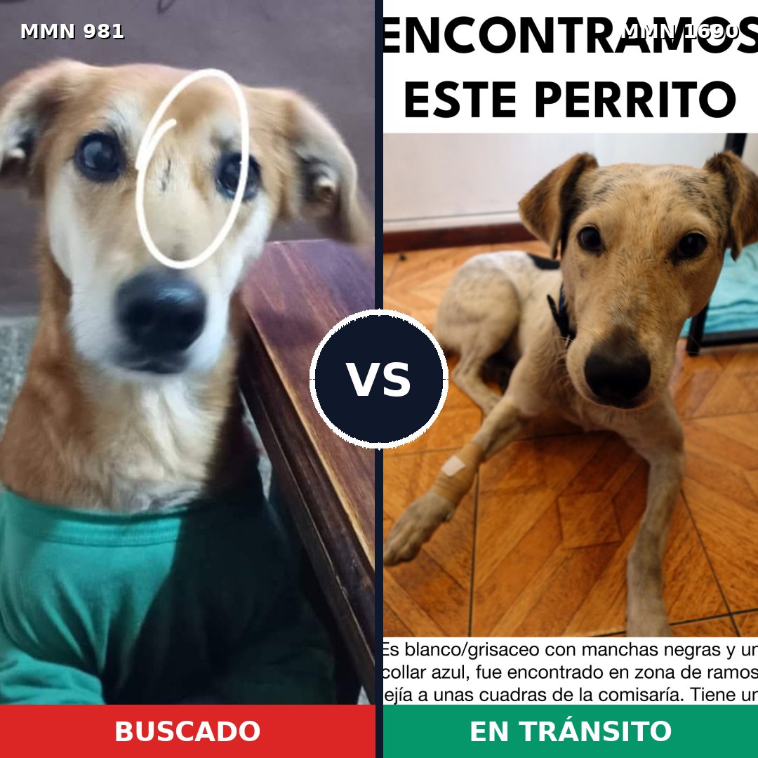 Comparativa MMS 36822: mascota perdida y mascota encontrada, 64% de similitud