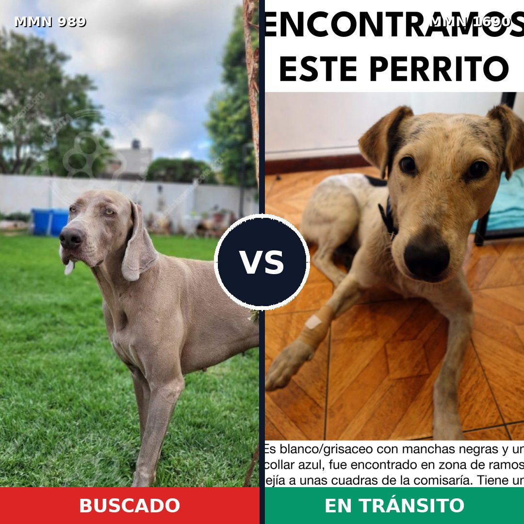 Comparativa MMS 36823: mascota perdida y mascota encontrada, 53% de similitud