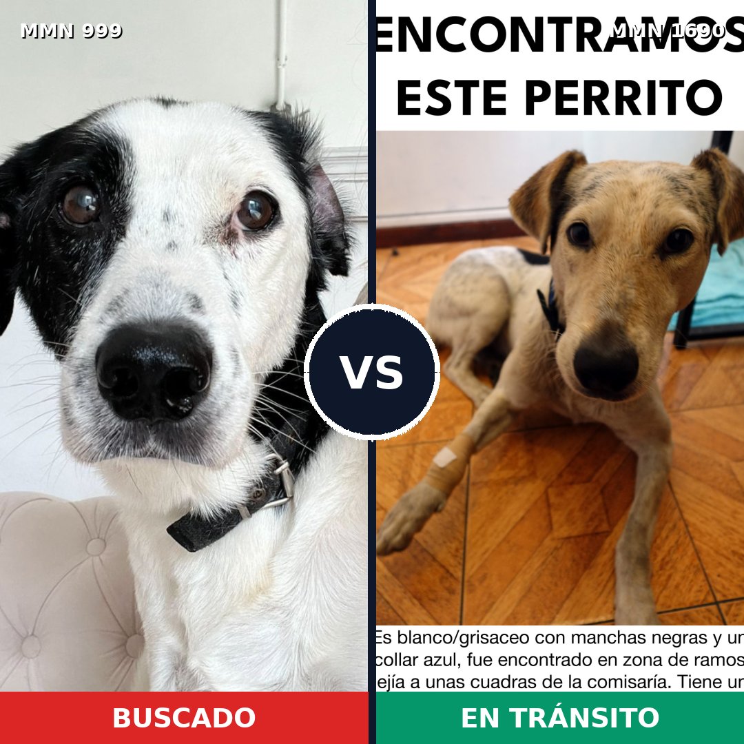 Comparativa MMS 36824: mascota perdida y mascota encontrada, 51% de similitud