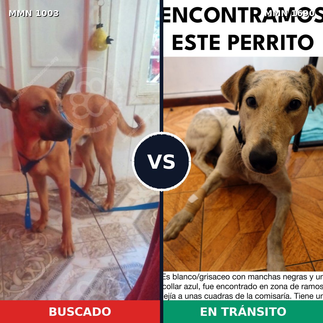 Comparativa MMS 36825: mascota perdida y mascota encontrada, 48% de similitud