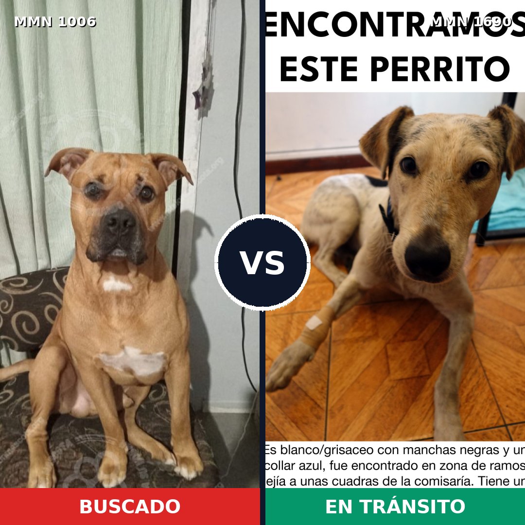 Comparativa MMS 36826: mascota perdida y mascota encontrada, 76% de similitud