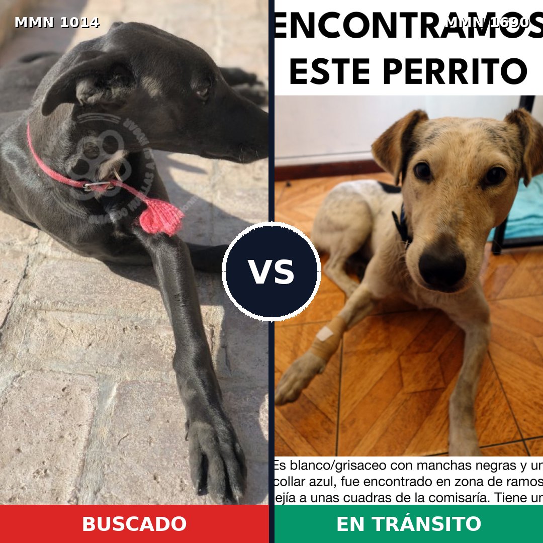 Comparativa MMS 36828: mascota perdida y mascota encontrada, 49% de similitud