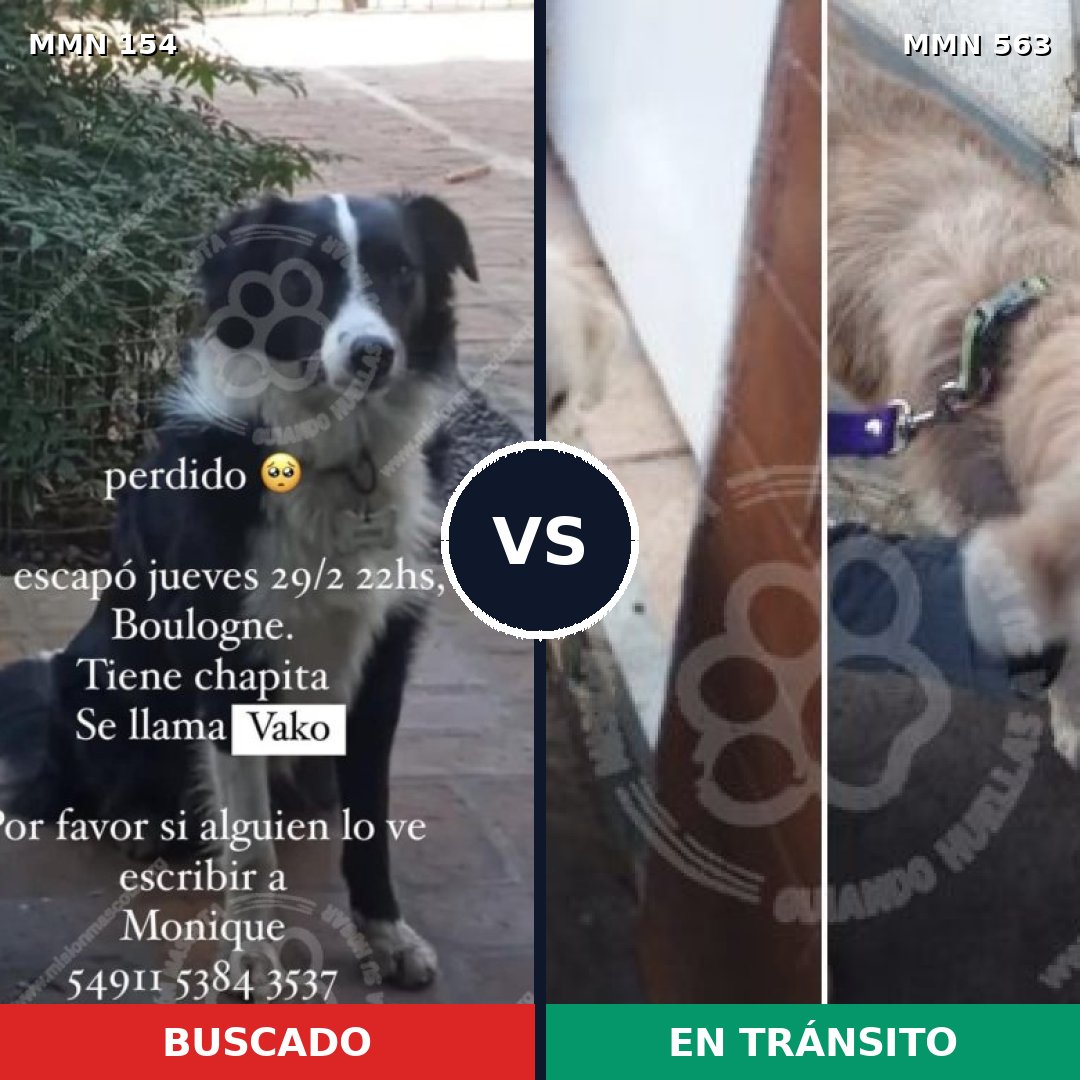 Comparativa MMS 3683: mascota perdida y mascota encontrada, 54% de similitud