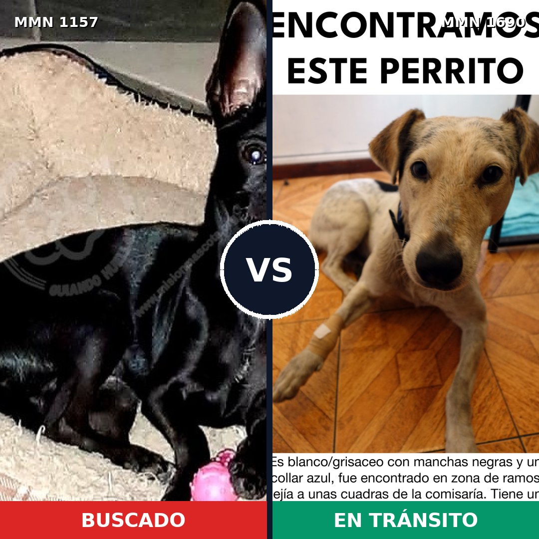 Comparativa MMS 36830: mascota perdida y mascota encontrada, 25% de similitud