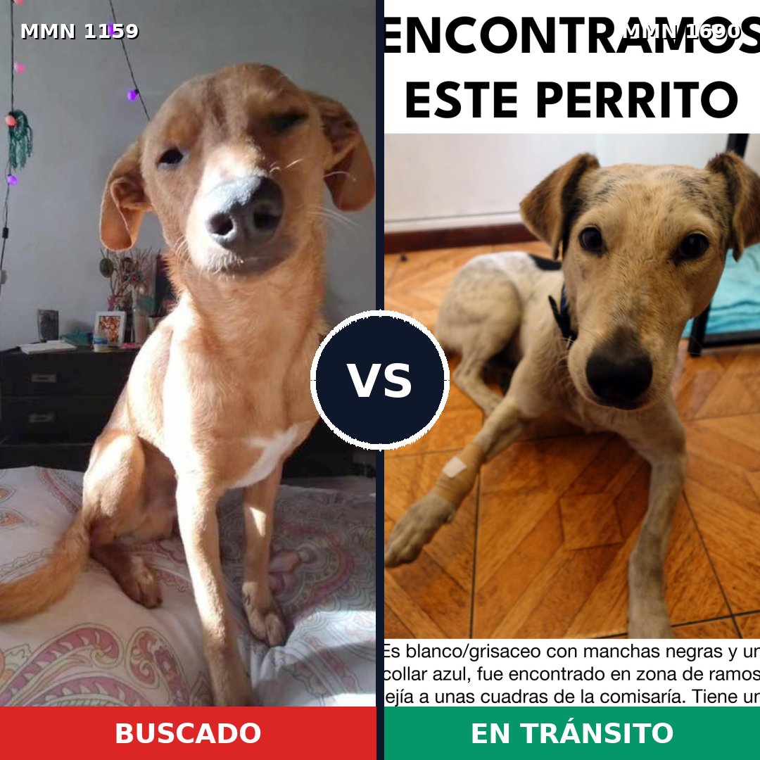 Comparativa MMS 36831: mascota perdida y mascota encontrada, 58% de similitud