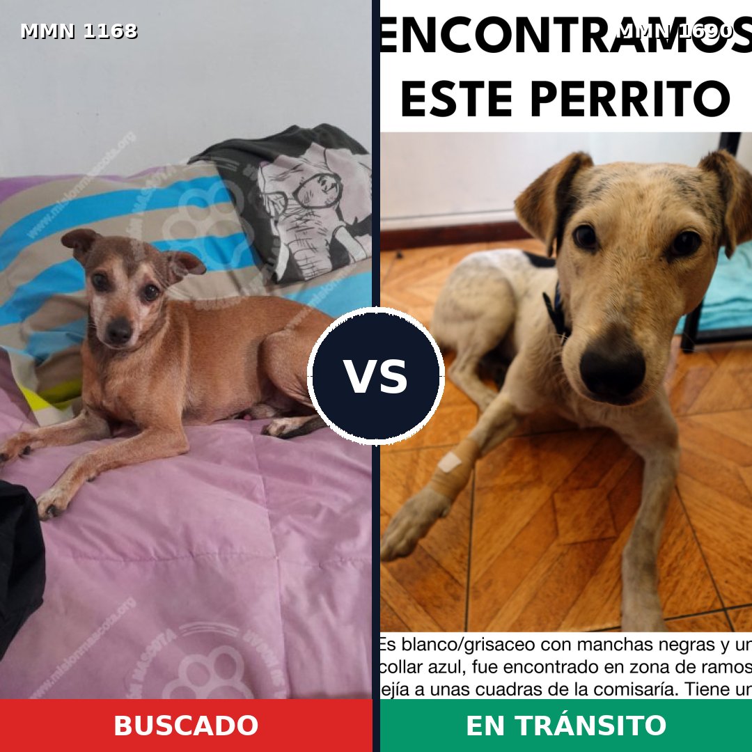 Comparativa MMS 36832: mascota perdida y mascota encontrada, 28% de similitud