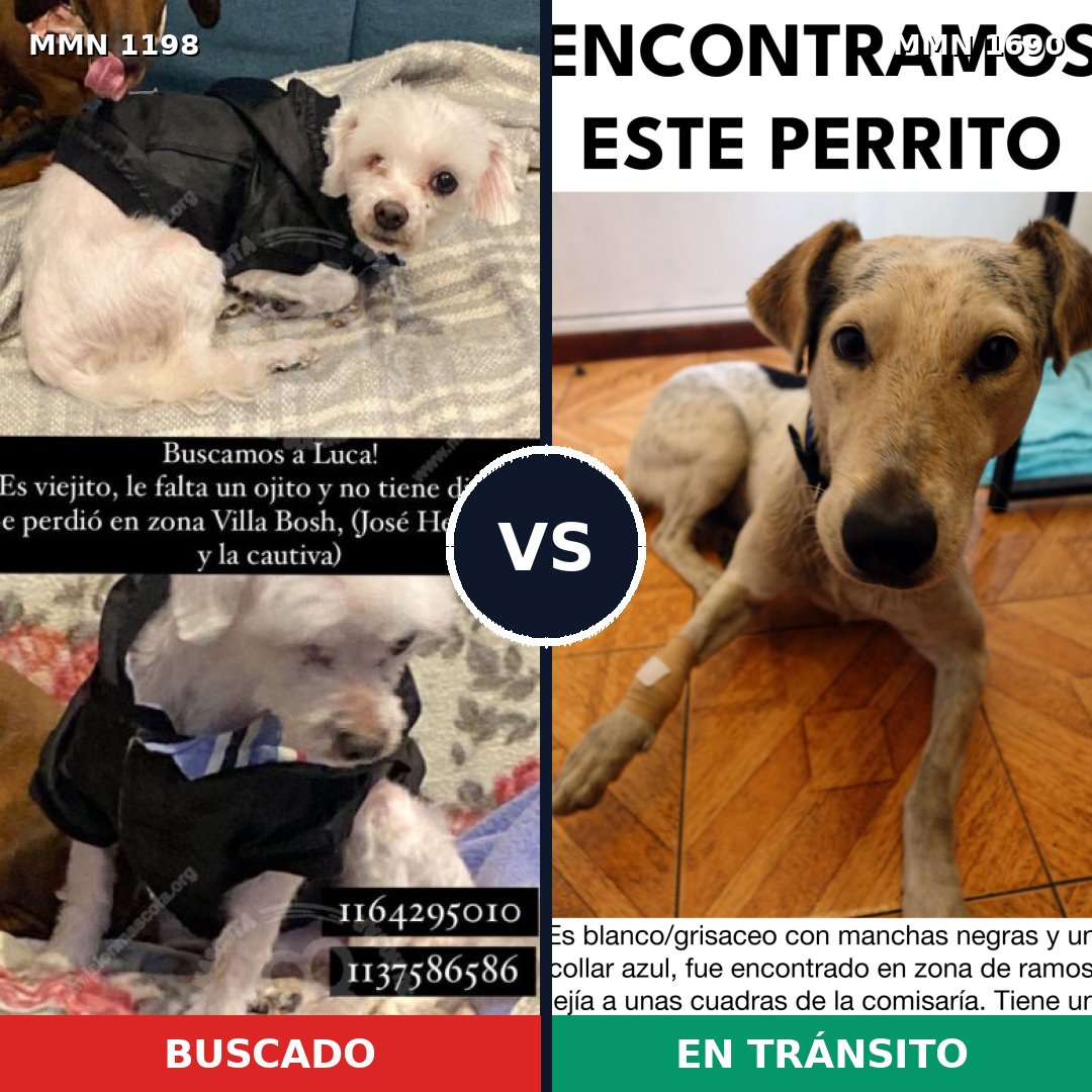 Comparativa MMS 36833: mascota perdida y mascota encontrada, 35% de similitud