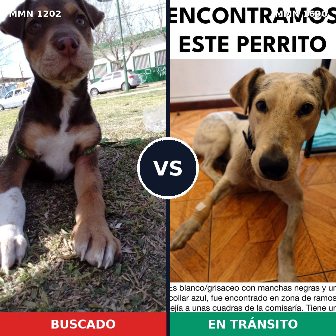 Comparativa MMS 36834: mascota perdida y mascota encontrada, 52% de similitud