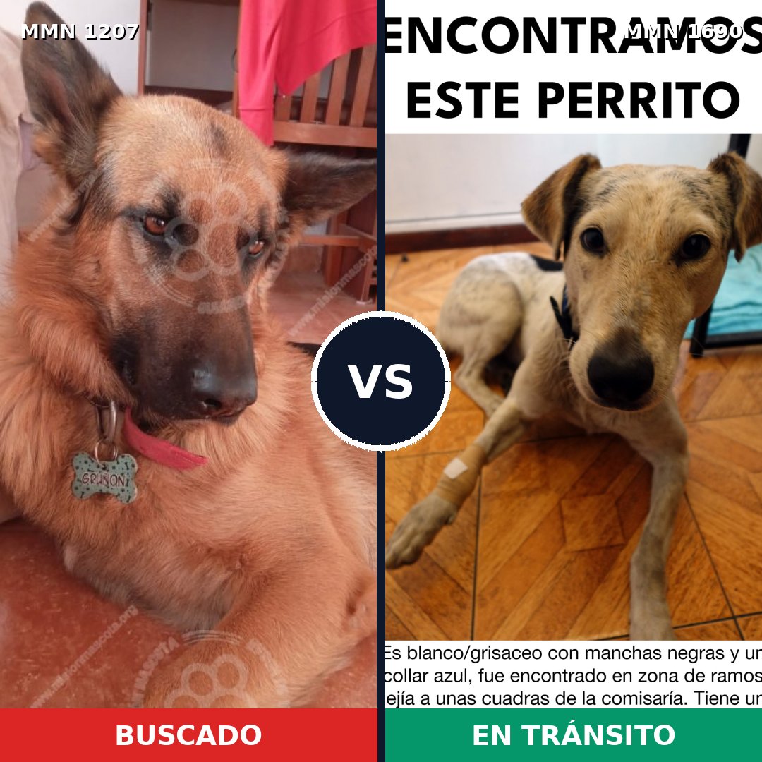 Comparativa MMS 36835: mascota perdida y mascota encontrada, 41% de similitud