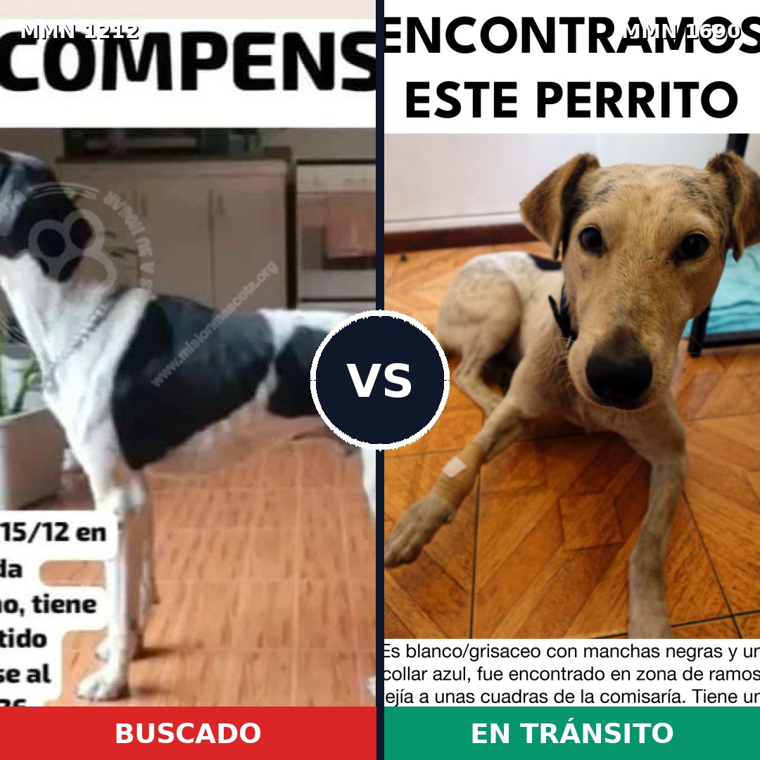 Comparativa MMS 36837: mascota perdida y mascota encontrada, 58% de similitud