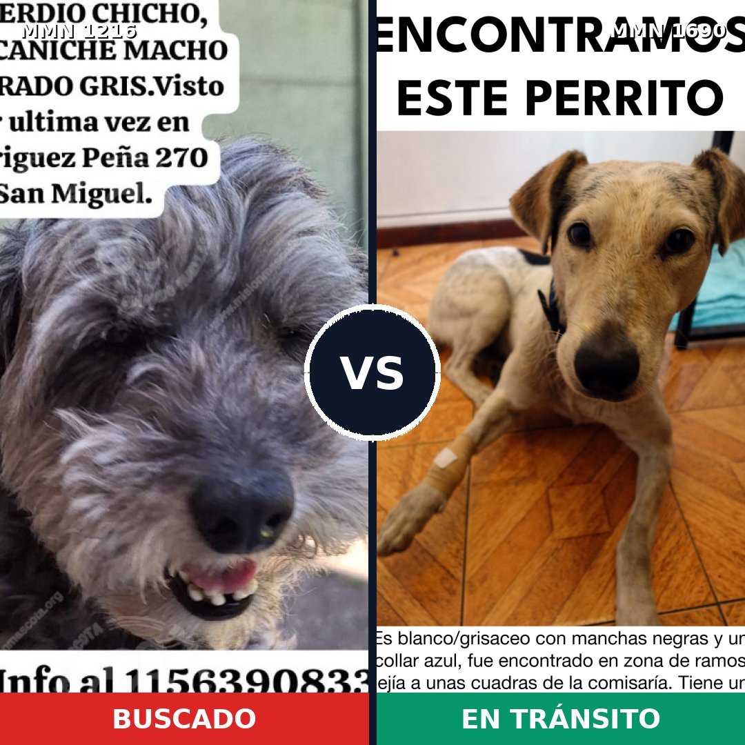 Comparativa MMS 36838: mascota perdida y mascota encontrada, 41% de similitud