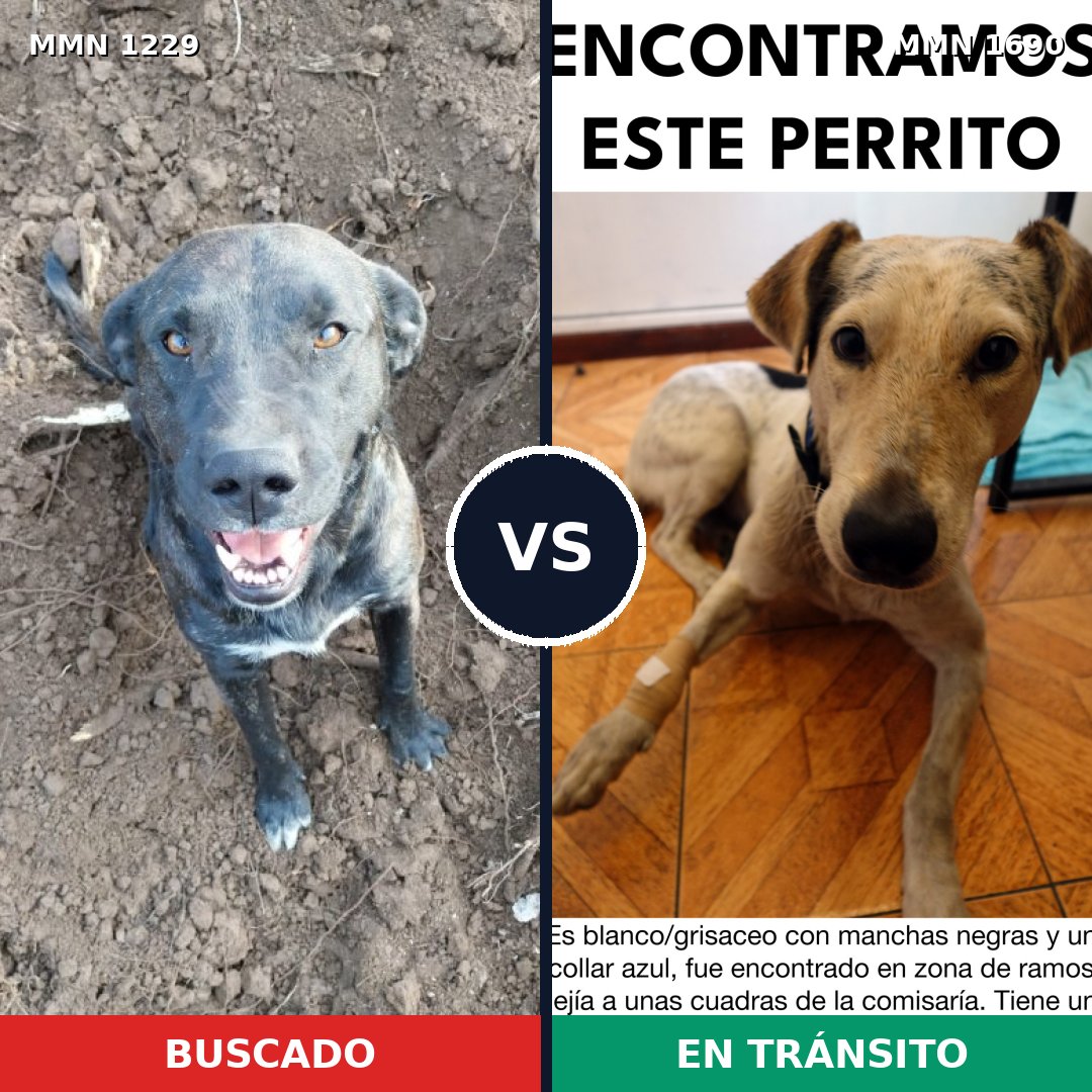 Comparativa MMS 36839: mascota perdida y mascota encontrada, 49% de similitud
