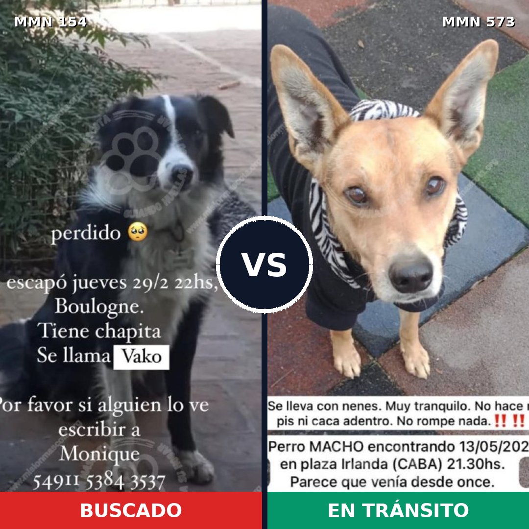 Comparativa MMS 3684: mascota perdida y mascota encontrada, 62% de similitud