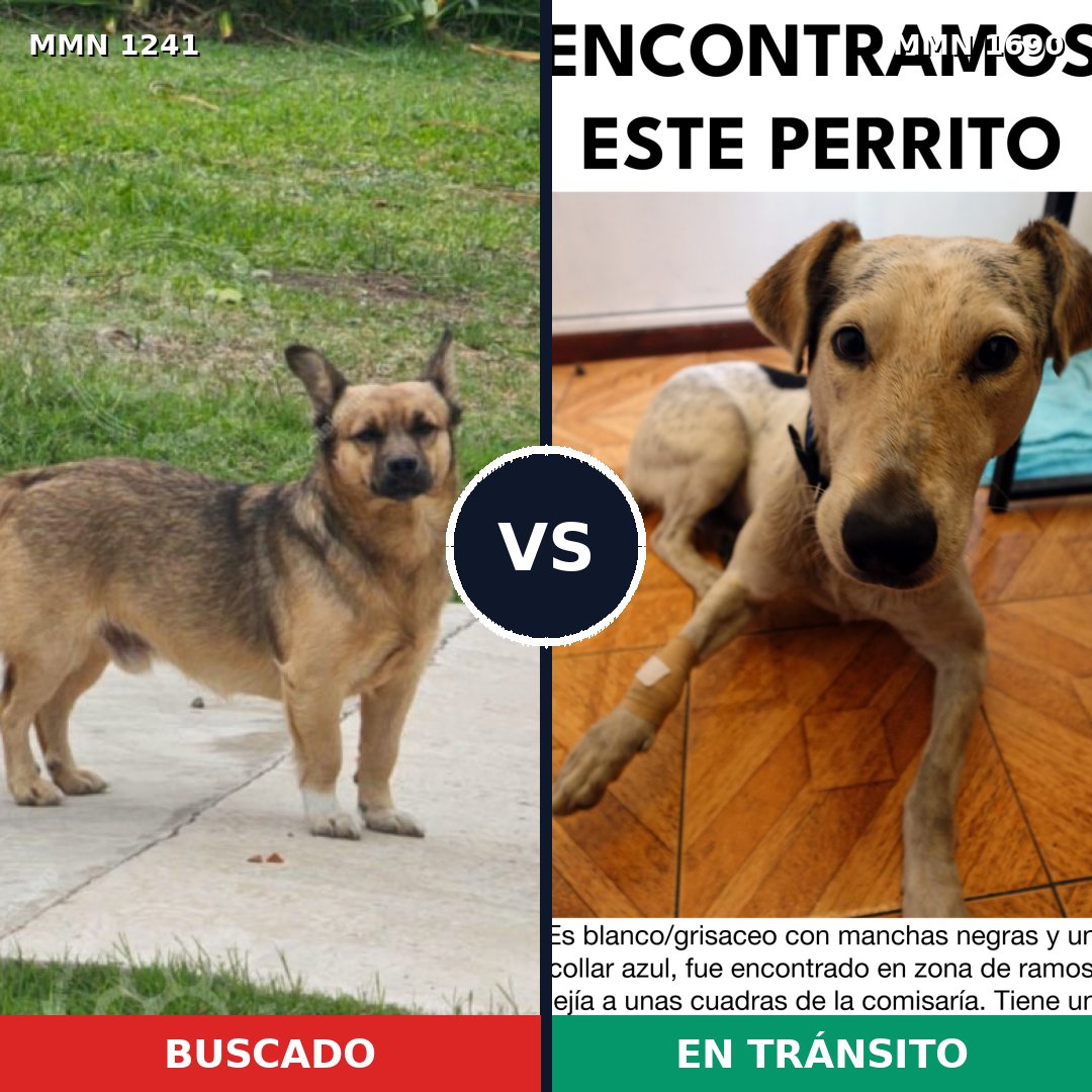 Comparativa MMS 36840: mascota perdida y mascota encontrada, 56% de similitud