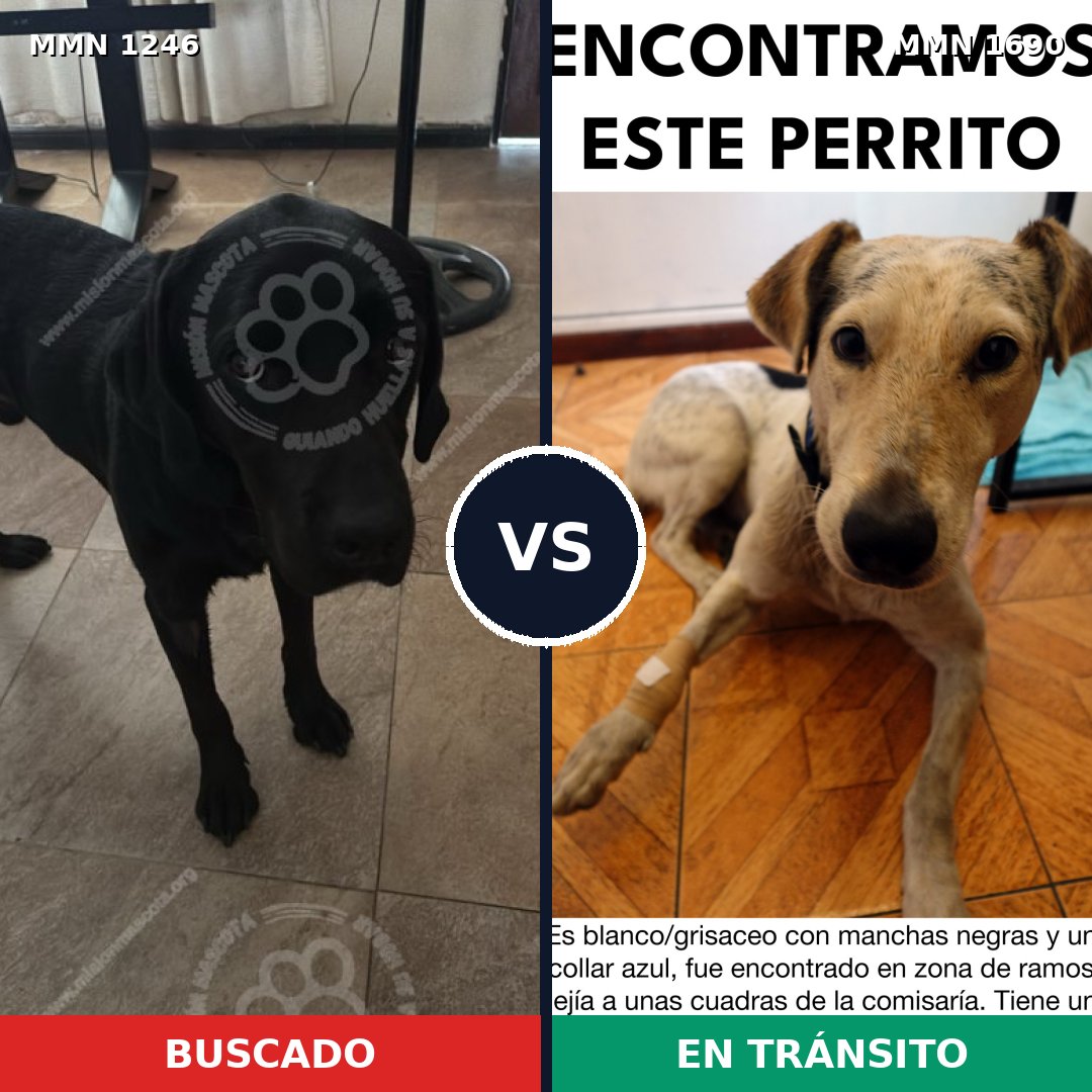 Comparativa MMS 36841: mascota perdida y mascota encontrada, 37% de similitud