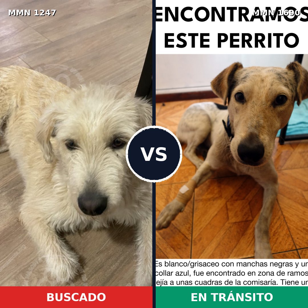 Comparativa MMS 36842: mascota perdida y mascota encontrada, 63% de similitud