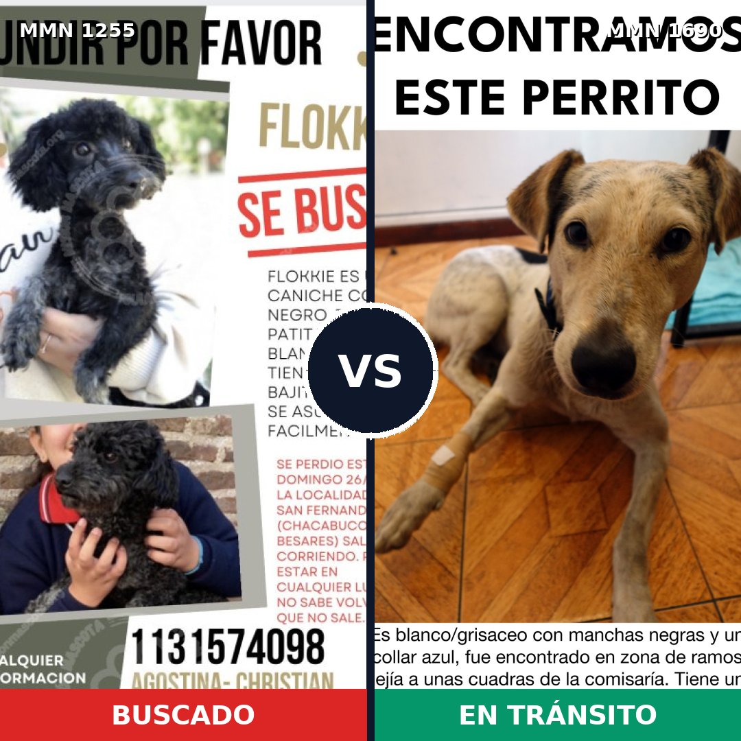 Comparativa MMS 36843: mascota perdida y mascota encontrada, 38% de similitud