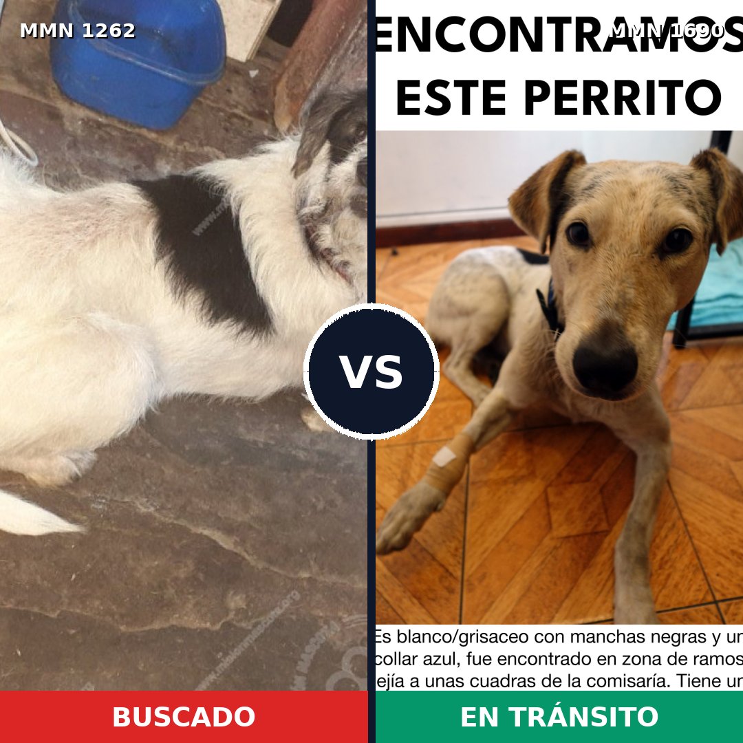 Comparativa MMS 36844: mascota perdida y mascota encontrada, 86% de similitud