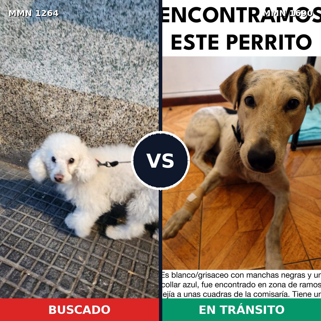 Comparativa MMS 36846: mascota perdida y mascota encontrada, 36% de similitud
