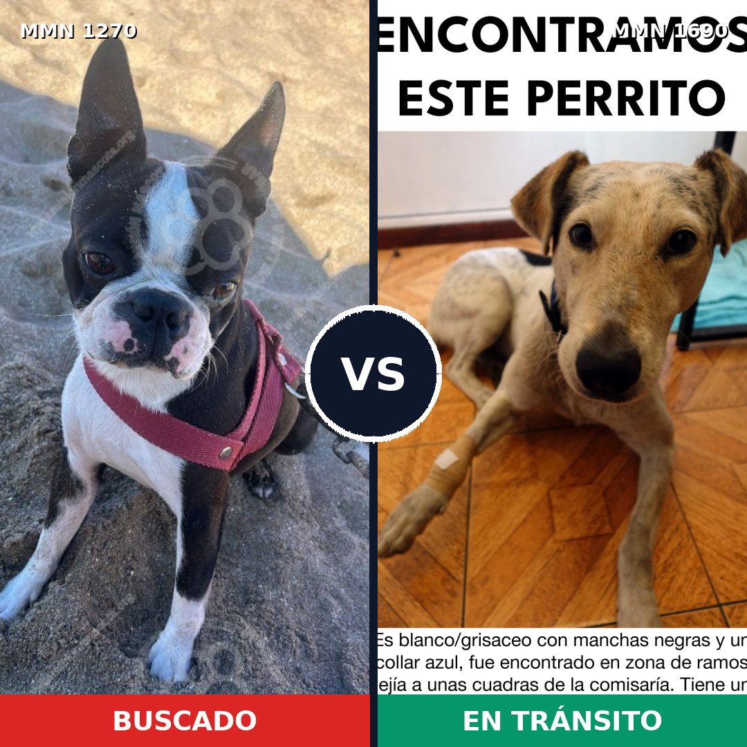 Comparativa MMS 36847: mascota perdida y mascota encontrada, 32% de similitud