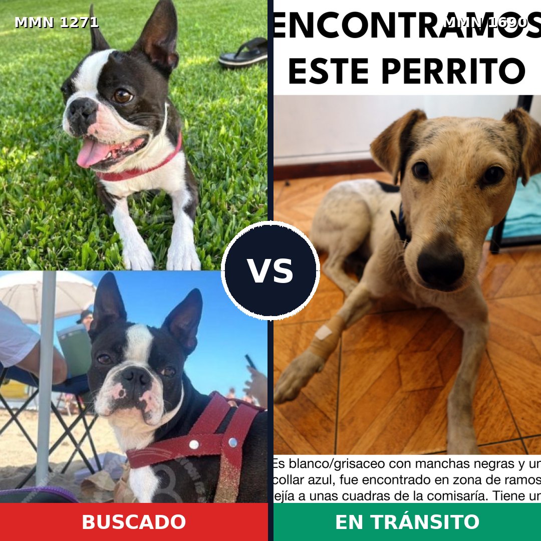 Comparativa MMS 36848: mascota perdida y mascota encontrada, 32% de similitud