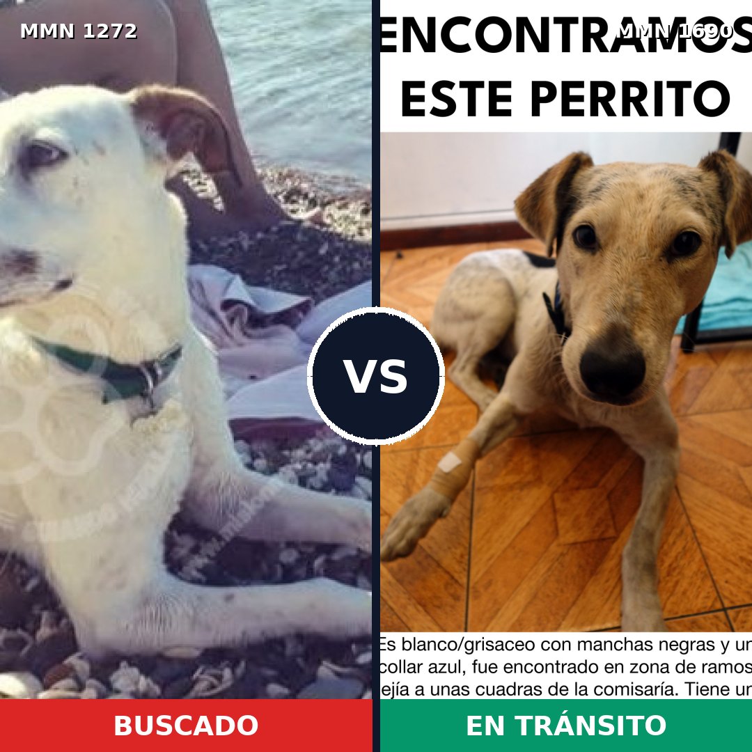 Comparativa MMS 36849: mascota perdida y mascota encontrada, 62% de similitud