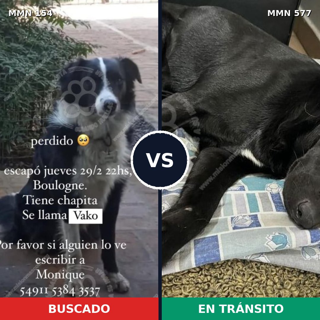 Comparativa MMS 3685: mascota perdida y mascota encontrada, 78% de similitud
