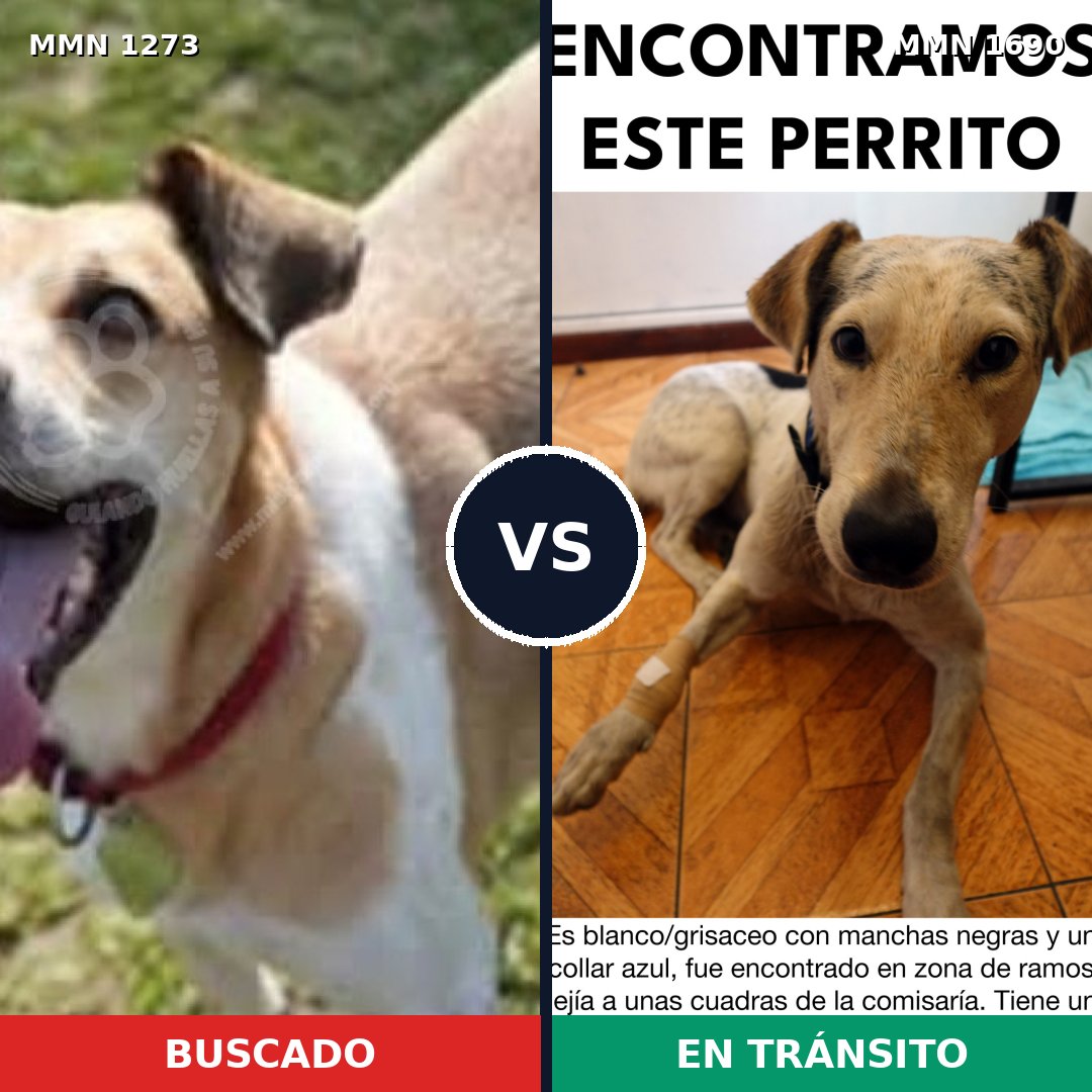 Comparativa MMS 36850: mascota perdida y mascota encontrada, 62% de similitud