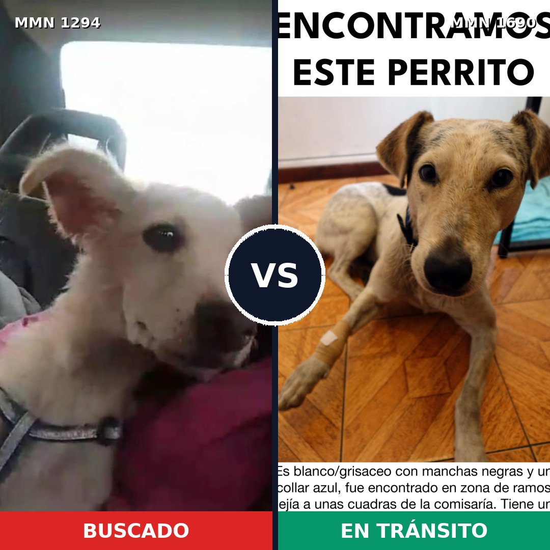 Comparativa MMS 36853: mascota perdida y mascota encontrada, 70% de similitud