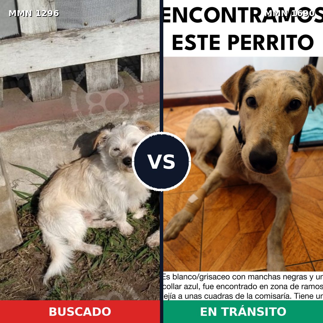 Comparativa MMS 36854: mascota perdida y mascota encontrada, 59% de similitud