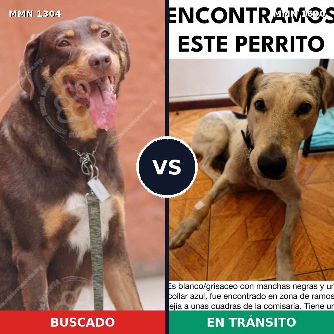 Comparativa MMS 36856: mascota perdida y mascota encontrada, 60% de similitud