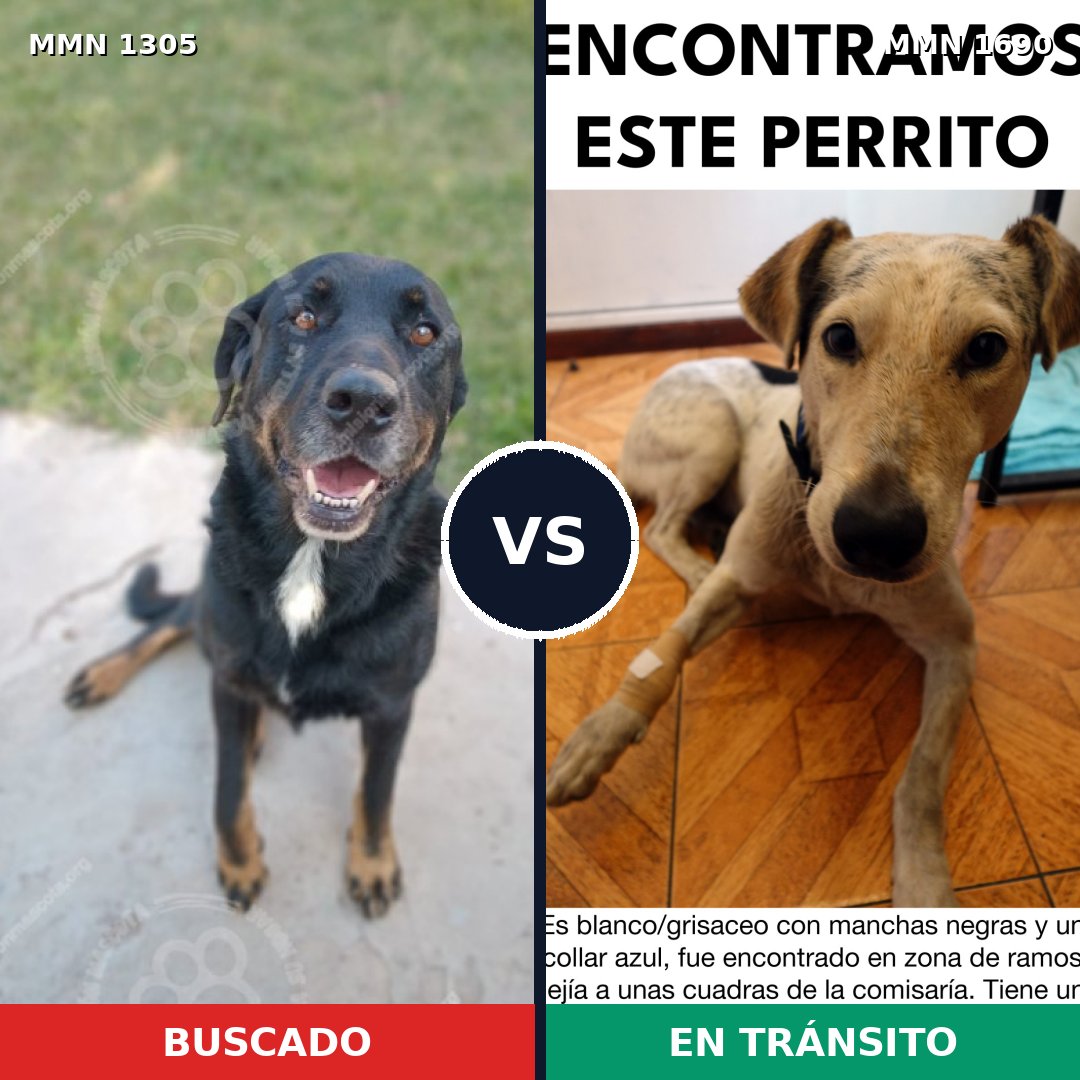 Comparativa MMS 36857: mascota perdida y mascota encontrada, 70% de similitud