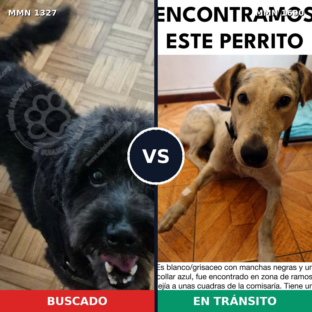 Comparativa MMS 36858: mascota perdida y mascota encontrada, 61% de similitud