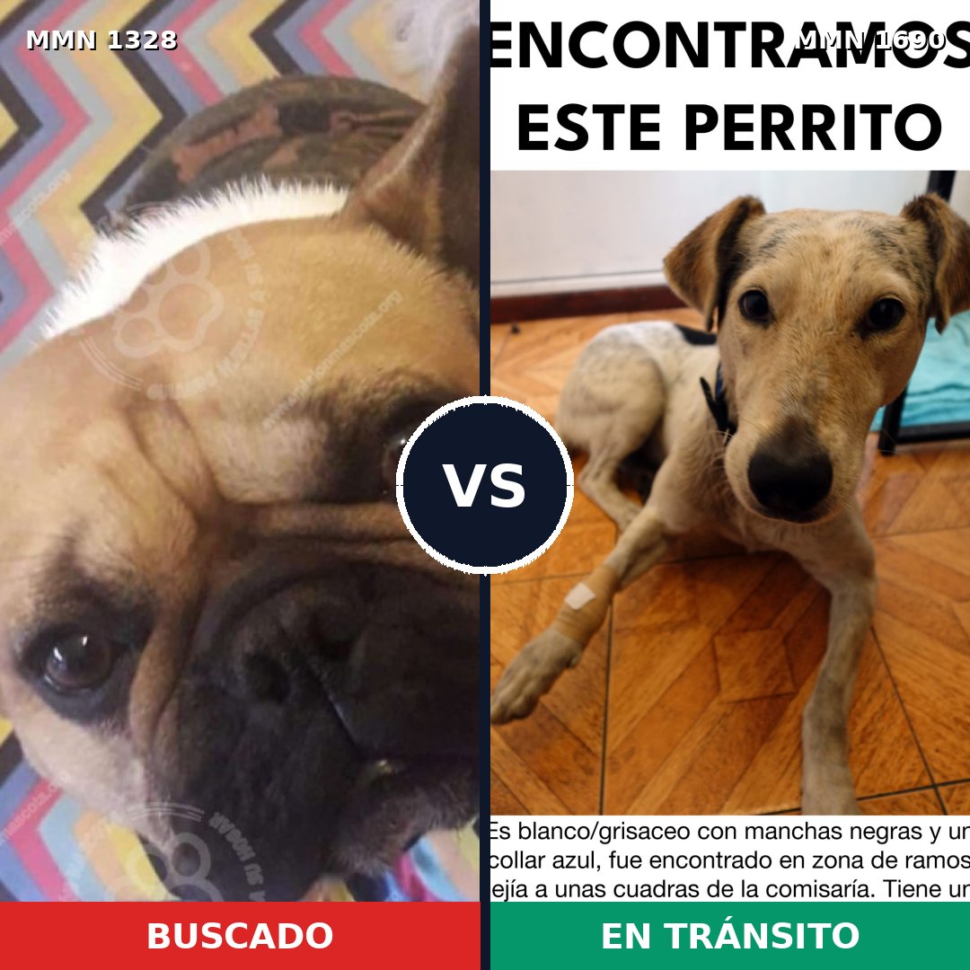 Comparativa MMS 36859: mascota perdida y mascota encontrada, 33% de similitud