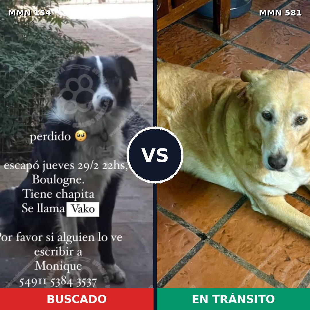 Comparativa MMS 3686: mascota perdida y mascota encontrada, 26% de similitud