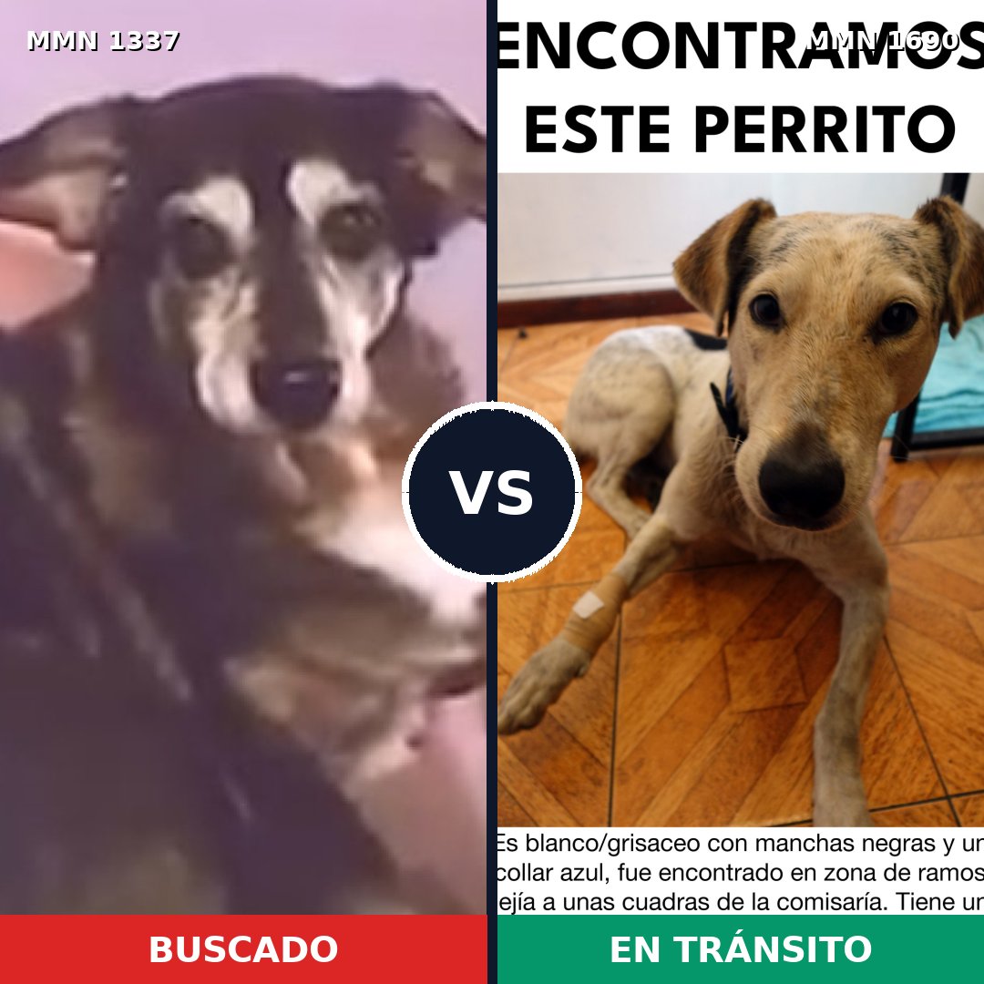 Comparativa MMS 36860: mascota perdida y mascota encontrada, 58% de similitud