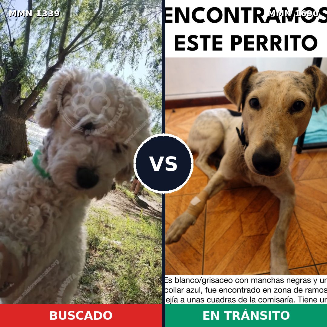 Comparativa MMS 36861: mascota perdida y mascota encontrada, 36% de similitud