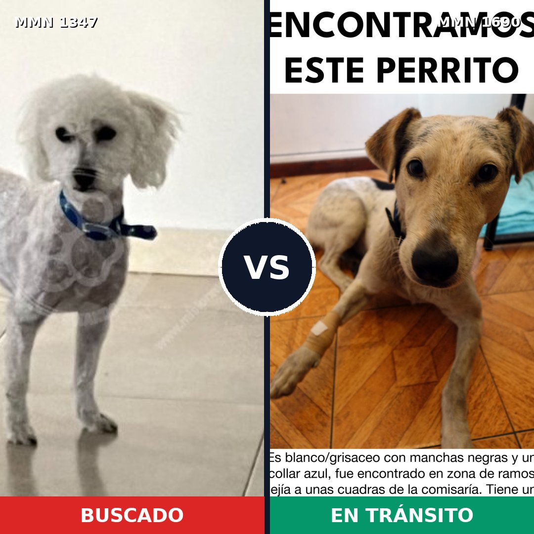 Comparativa MMS 36862: mascota perdida y mascota encontrada, 35% de similitud