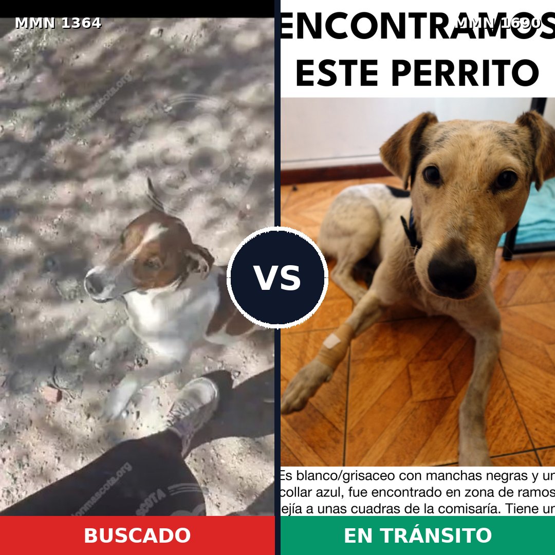 Comparativa MMS 36864: mascota perdida y mascota encontrada, 31% de similitud