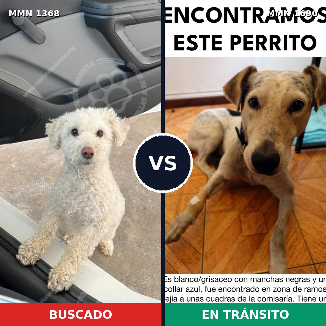 Comparativa MMS 36865: mascota perdida y mascota encontrada, 32% de similitud