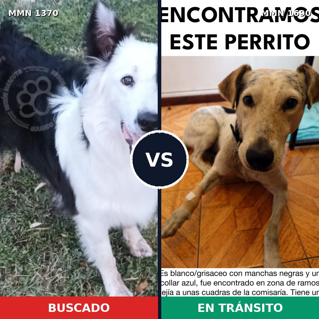 Comparativa MMS 36866: mascota perdida y mascota encontrada, 52% de similitud