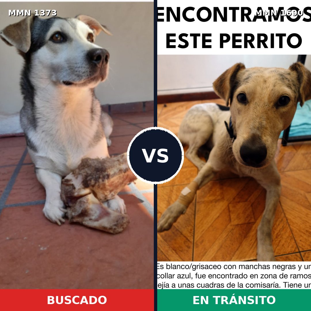 Comparativa MMS 36867: mascota perdida y mascota encontrada, 59% de similitud